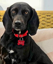 ALICE, Hund, Mischlingshund in Griechenland