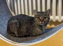 CHARLISE, Katze, Europäisch Kurzhaar in Hessisch Oldendorf