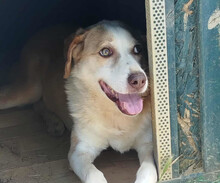 NAPOLEON, Hund, Mischlingshund in Griechenland