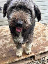 SUMMER, Hund, Mischlingshund in Rumänien