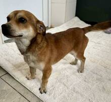 ELIO, Hund, Mischlingshund in Rumänien