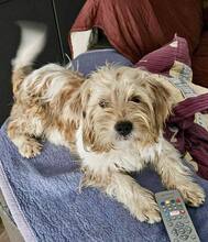 FELICIO, Hund, Mischlingshund in Rumänien