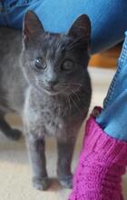 ASHY, Katze, Kartäuser-Mix in Bulgarien