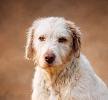 ZEUS, Hund, Bretonen Mischling in Spanien