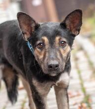 JULIA, Hund, Mischlingshund in Ukraine