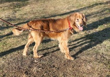 SERNIK, Hund, Golden Retriever in Polen