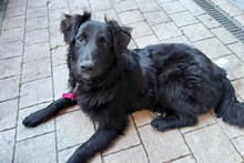 ROBBIE, Hund, Mischlingshund in Bad Breisig