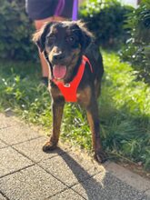 VILA, Hund, Mischlingshund in Duisburg