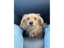 STRUPPI, Hund, Mischlingshund in Panketal