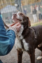 MARLEY, Hund, Mischlingshund in Hagen