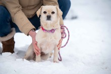 ENIGMA, Hund, Pekingese-Terrier-Mix in Ungarn