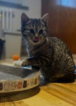 CHANTAL, Katze, Europäisch Kurzhaar in Hessisch Oldendorf