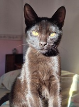 AMANCIO, Katze, Hauskatze in Spanien