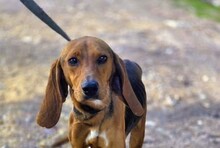 NOVANTA, Hund, Mischlingshund in Griechenland