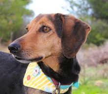 GUSTAV, Hund, Mischlingshund in Griechenland