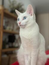 DHARMA, Katze, Hauskatze in Spanien