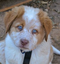 MONTI, Hund, Mischlingshund in Griechenland