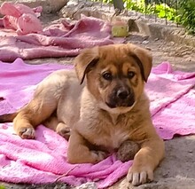 SION, Hund, Mischlingshund in Griechenland