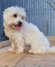 ENZO, Hund, Mischlingshund in Bochum