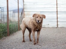 MIRSA, Hund, Mischlingshund in Rumänien