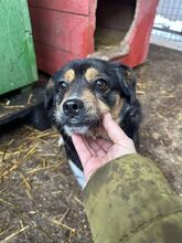 HOLLY, Hund, Mischlingshund in Rumänien