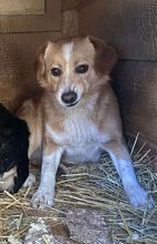 HAMI, Hund, Mischlingshund in Rumänien