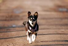 KETTY, Hund, Mischlingshund in Biesenthal