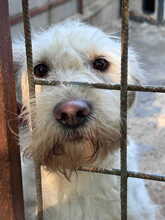 BIELA, Hund, Mischlingshund in Ungarn