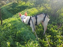 PALOMA, Hund, Podenco in Spanien