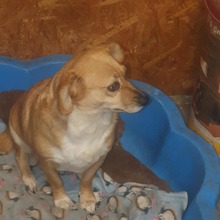 BENGY, Hund, Mischlingshund in Rumänien