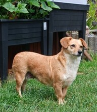 BENGY, Hund, Mischlingshund in Büdingen