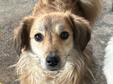 ROSIE, Hund, Mischlingshund in Rumänien