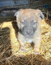 NILS, Hund, Mischlingshund in Bulgarien