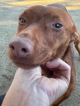 CHENCHO, Hund, Podenco in Spanien