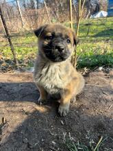 NANDO, Hund, Mischlingshund in Bulgarien