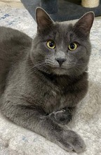 MIKKELE, Katze, Russisch Blau in Gelsenkirchen