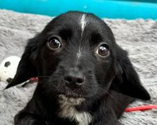 JANNIK, Hund, Mischlingshund in Rösrath