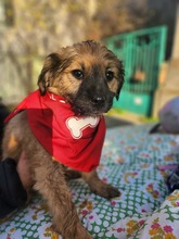 MILLY, Hund, Mischlingshund in Bulgarien