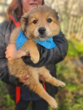 MURPHY, Hund, Mischlingshund in Bulgarien