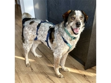 MILTON, Hund, Mischlingshund in Erlangen