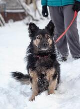 TARZAN, Hund, Spitz-Mix in Ukraine