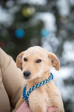 MARRONE, Hund, Mischlingshund in Ungarn