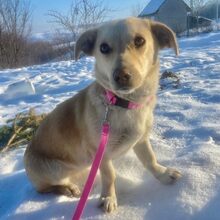 REMI, Hund, Mischlingshund in Rumänien