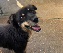 TOBRINO, Hund, Mischlingshund in Rumänien