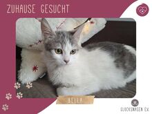 BELLA, Katze, Europäisch Kurzhaar in Bulgarien