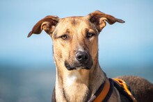 ALESSIO, Hund, Mischlingshund in Bosnien und Herzegowina