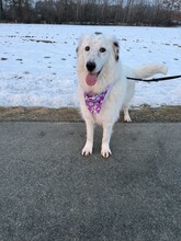 PHOENIX, Hund, Mischlingshund in Dingolfing