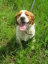 PEPE, Hund, Mischlingshund in Waging