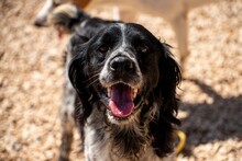 FLEK, Hund, Mischlingshund in München