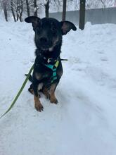 LARI, Hund, Mischlingshund in Hamburg